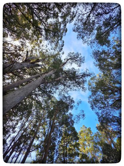 Looking up into the canopy of these eucalyptus giants.