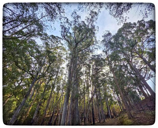 Glorious eucalyptus.