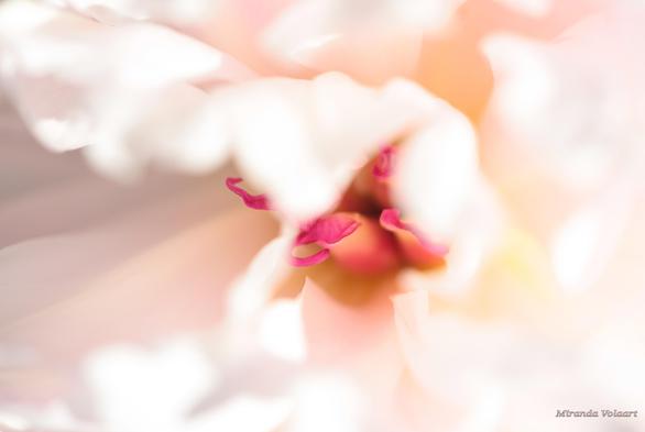 The heart of the Peony flower. The stems and a few leafs are visible. Although white they show beautyful pastel colours like pinks, yellows and lilacs in between. One leaf looks like a wave rolling over the stems.