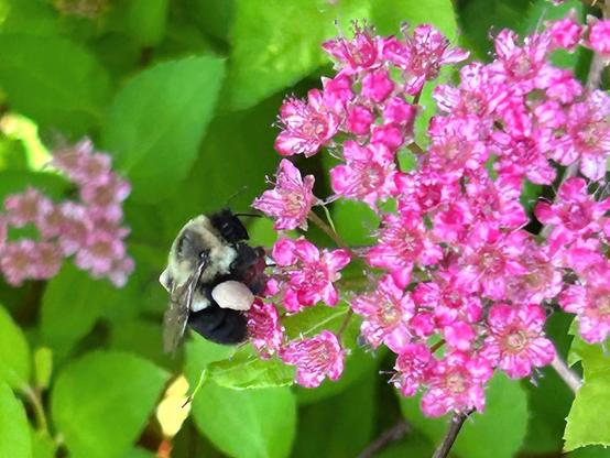 A fuzzy black and yellow bumblebee pollinating a cluster of pink flowers.