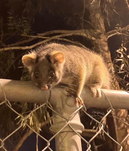 A ringtail possums on a fence at night. They’re wide eyed, big eared and have a long tail