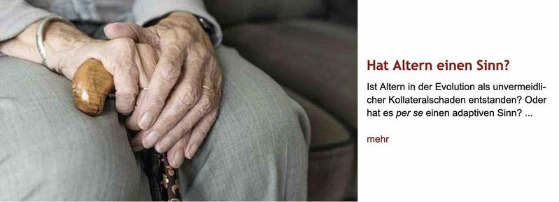 Foto: Zwei Hände eines sitzenden alten Menschen in hellgrauem Outfit halten den Griff eines hölzernen Gehstocks im Schoß. Rechts daneben Überschrift "Hat Altern einen Sinn?" des im Post verlinkten Artikels, gefolgt von dessen Vorspann mit dem Text: "Ist Altern in der Evolution als unvermeidlicher Kollateralschaden entstanden? Oder hat es per se einen adaptiven Sinn?"