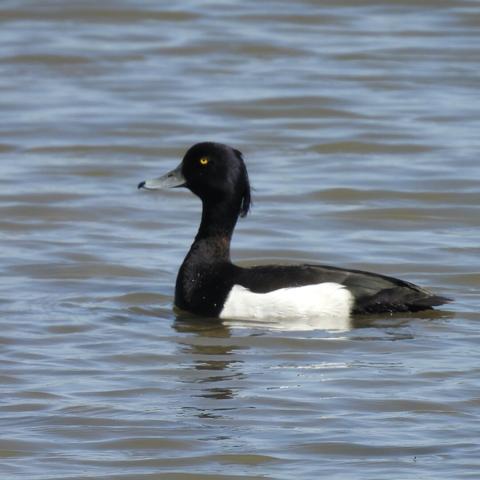 A drake tufted duck afloat on blue-rippled water. He has a sleek black body and a big white patch on the side, and is holding his head up. It’d look proud, but for the way his tuft is hanging down like a ponytail and his eye open wide so that he looks like a really relaxed hippy.