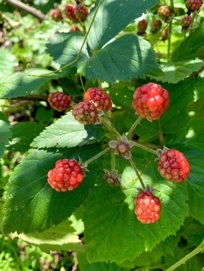 A cluster of blackberry like fruits with their green leaves in the background.