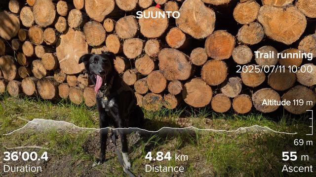Paddy sitting to a wood pile, in the sun, with his tongue out. My running stats imposed on top