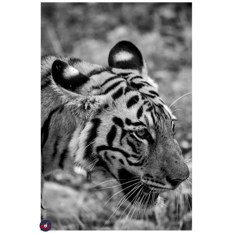 A black and white photograph showing the head of a tiger, it is looking towards right side.