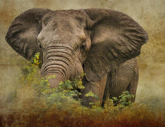 Massive bull elpephant stands amongst the brush in the savannah of Kruger South Africa fine art photography.
