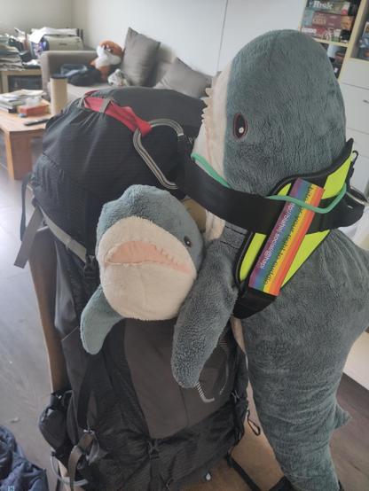 A big backpack with a Smolhaj cuddly peeking out of the front pocket and a Blåhaj cuddly shark vertical attached to the outside of the backpack. The Blåhaj wears a haj-vis harness with rainbow patches on it. The rainbow patches read: 'bite for your right to cuddle' and the mastodon address of Hapi. Around the neck of the Blåhaj is key cord with a Dutch OV-chipkaart on it.

Good you are going to help your Blåhaj aunt, Hapi!