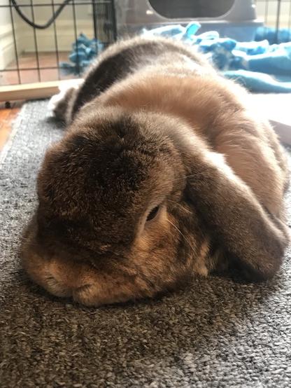 A brown lop rabbit lying on the floor very flat