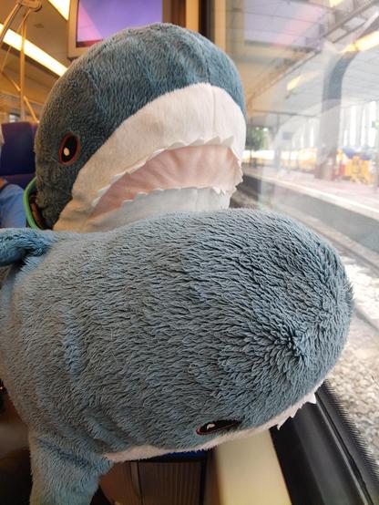 A Smolhaj cuddly shark and a Blåhaj cuddly shark looking out of a train window. The picture is taken from the side, from close. Both of them have the tails hanging down and the table is not visible at all, it is fully covered by haj...

Hold on you both, this is really tight!