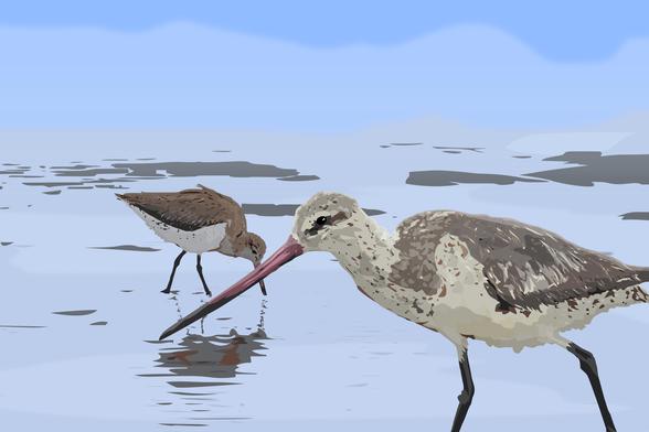 Digital Illustratíon of two birds - Bar-tailed godwit