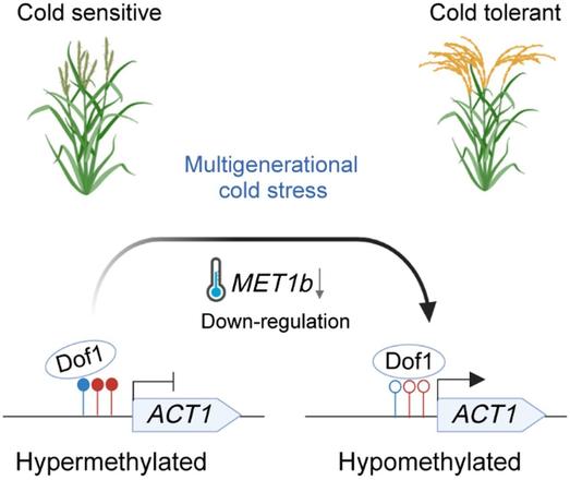 Working model of inherited cold adaptation in rice: Multigenerational cold stress downregulates MET1b expression, resulting in hypomethylation of the ACT1 promoter and enhanced binding of the transcription factor Dof1, thereby promoting cold tolerance. The hypomethylated ACT1 epiallele contributes to improved rice adaptation to high-latitude environments.