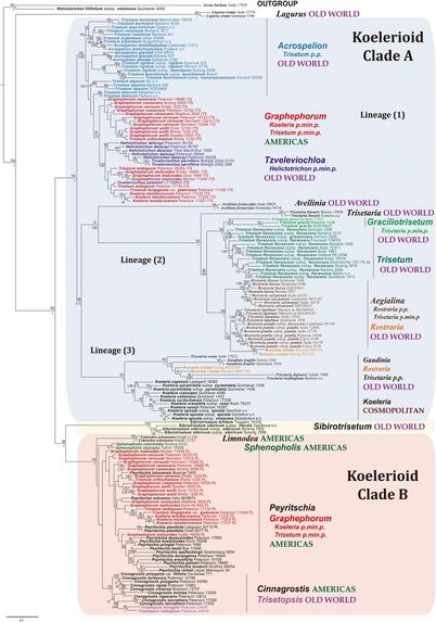 Maximum-likelihood tree inferred from combined plastid (rpl32-trnL, rps16 intron, and rps16-trnK) and ITS sequences of Koeleriinae Clades A and B, and Sibirotrisetum. Exemplars with incongruent placements in plastid DNA and ITS are coded orange and red, respectively. Samples of perennials are labeled in Arial type, and annuals in Times New Roman. Bootstrap and posterior probability values for nodes are posted above and below the branches, respectively.