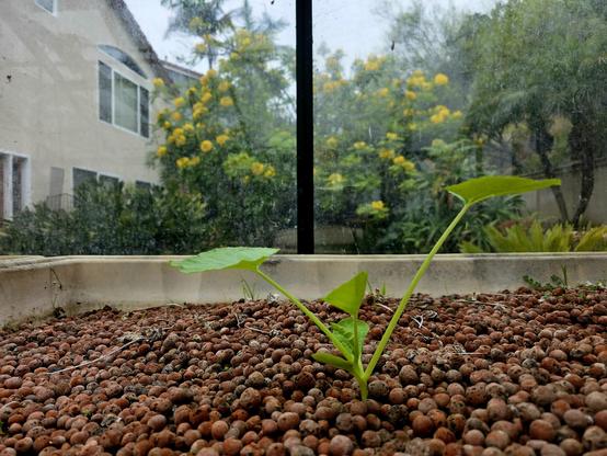 Bright green summer squash seedlings in foreground in greenhouse, with the fully flowering yellow crowns of the Golden Medallion tree in background. Seedlings have five leaves, with two being seed leaves and the other three fully operational plant leaves. Golden Medallion tree is mature and part of a canopy south of greenhouse so it doesn't interfere with sunlight falling on glass.