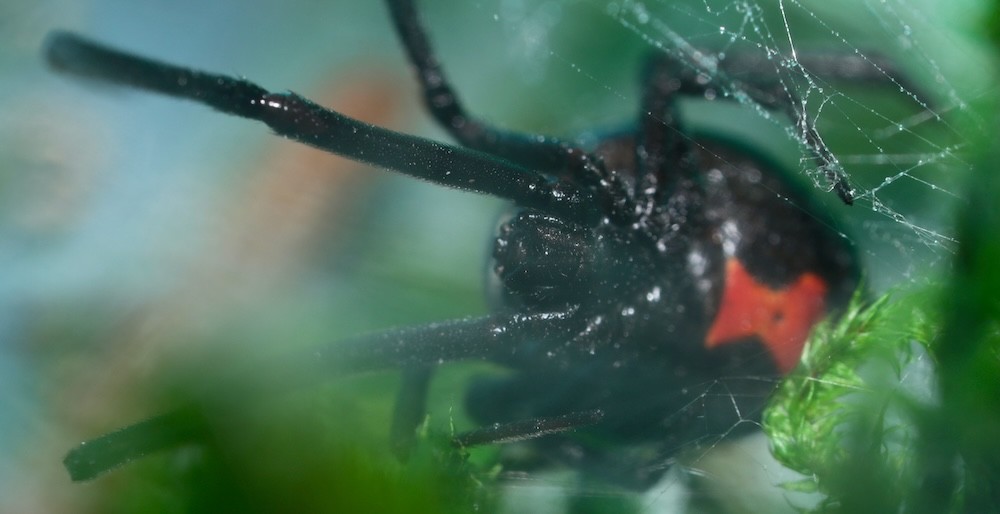 Latrodectus mactans