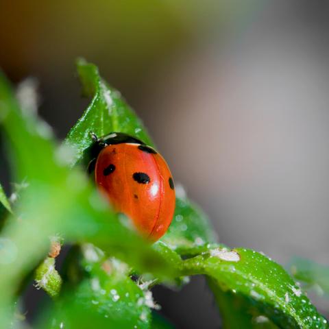 A small Ladybug (Coccinella septempunctata) is sitting between the leaves of a chili plant, head and legs hidden. The background is blurry and gray.