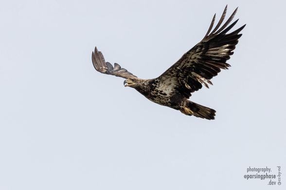 A young, brash Bald Eagle soars in a gray sky, wings high.