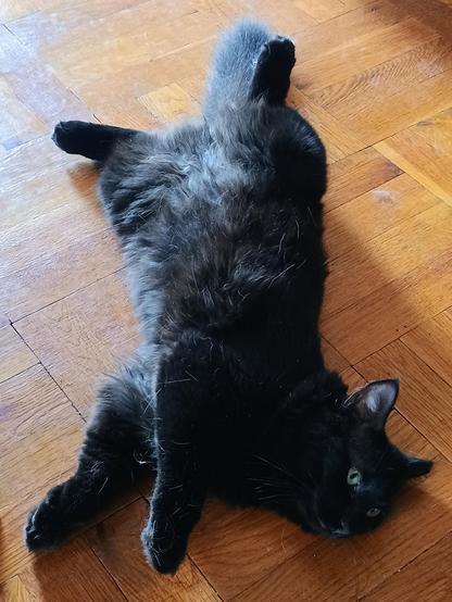 a black long-haired cat lounges belly-up on a wooden floor