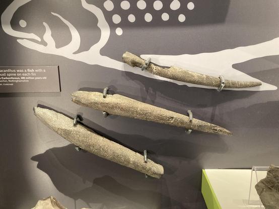 Three fossil spines, one mounted in the position of a fin on an illustration of a fish.