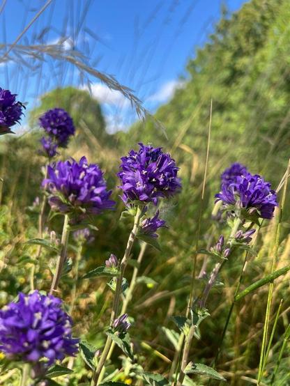 Das Bild zeigt einen Nahaufnahme von 6 Exemplaren der Knäuel-Glockenblume. Im Hintergrund Wald und blauer Himmel