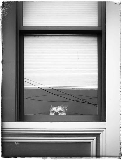 A monochrome picture of a short, friendly dog staring out the lower portion of a very tall window on a Victorian house here in Noe Valley. 80% of the window is covered with a windowshade. And most of the dog is out of sight, below the bottom of the window. Only the dog's furrowed face from the snout on up can be seen. A few reflections of electrical/telephone wires criss-cross the window. 

Cute. Minimal. Urban.