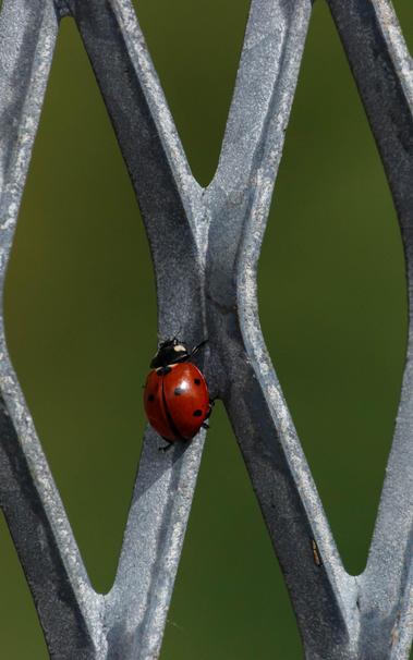 A seven-spot ladybird (Coccinella septempunctata) climbing up a fence.