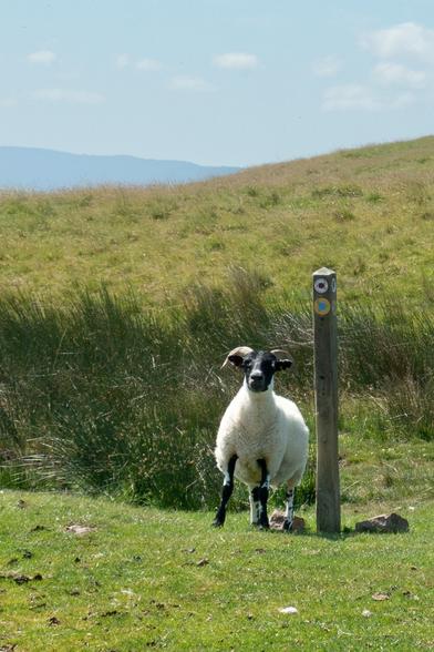 Colour photograph of a white sheep with black legs and face. It has curved horns. It is standing next to a wooden waymark post, staring directly at the camera. It is surrounded by grass and rushes.