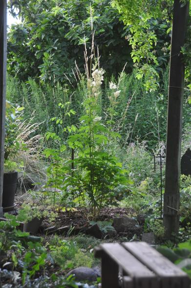 Farbfoto von einem vielfältigen Garten im Hochformat:

Im Fokus stehen zwei weiß erblühende Astilben (https://de.wikipedia.org/wiki/Prachtspieren), von der bleichen Abendsonne beschienen. Sie stehen auf einem unkrautfreien kleinen Beet, das mit Rindenschrot belegt ist. Ihr hellgrünes Laub leuchtet im Gegenlicht der Sonne.
Hinter den Astilben ein Kordon von Solidago, die großen grünen Rispen schon leicht gelb angehaucht - ready to bloom tomorrow.
Über die Sonnenruten beugt sich das schwarzgrüneBlätterdach der Mispel.
Im unscharfen Vordergrund ein Ausschnitt von einer alten Holzkiste; im Nebengrund rechts und links sind weitere Stauden zu sehen.