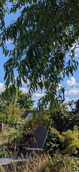 A view of the garden from under a willow tree. The sky is blue and there are a few fair weather clouds.
