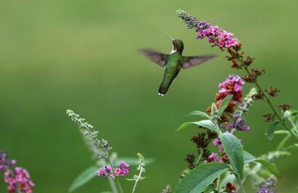 Hummingbird in flight with pink Buddleia, green leaves and green background.