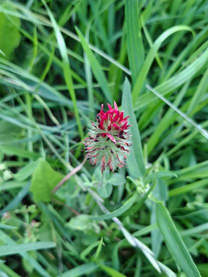 A close-up of a single crimson clover (Trifolium incarnatum, Blutklee) flower rising upright from a slender green stem. The flower head is an elongated, dense spike of deep crimson-red florets, tapering slightly toward the tip. Just below the flower, the trifoliate leaves each leaflet oval and softly hairy extend outward in a balanced arrangement. The background is a softly blurred field of green vegetation, creating a natural contrast that highlights the vivid red of the bloom.