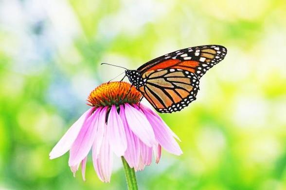 Monarch butterfly in orange and black with purple and orange Coneflower and bright greenish background