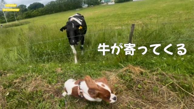 牛や羊に好かれたちよねさんは… / 洞爺湖 レイクヒル・ファーム【犬が楽しい北海道旅行とドライブ キャバリア】