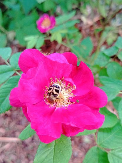 Kimalaiskuoriainen hohtavan vaaleanpunaisen valamonruusun kukassa. Taustalla ruusun lehtiä ja toinen auennut kukka.