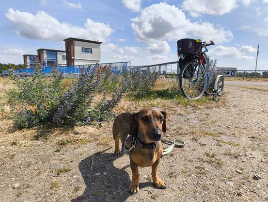 Dackel Effie steht am Rande des Elberadwegs. Hinter blühen lila Natterköpfe. Im Hintergrund das Gnevsdorfer Wehr. Mein Roller lehnt am Geländer.