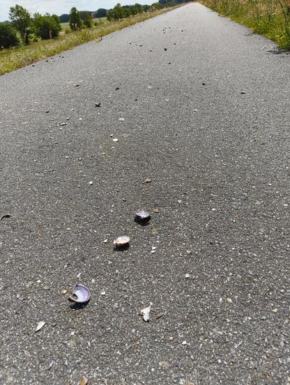 Zerbrochene Muschelschalen auf dem Asphalt des Radwegs. Krähen fischen die Muscheln aus der flachen Elbe und lassen sie auf den Radweg fallen. Dort zerbrechen die Schalen und die Krähen kommen an das Muschelfleisch.