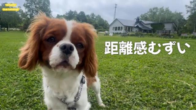 牛や羊に好かれたちよねさんは… / 洞爺湖 レイクヒル・ファーム【犬が楽しい北海道旅行とドライブ キャバリア】