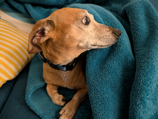 dachshund-mix has half-emerged from under a teal blanket and is looking to the right VERY INTENTLY. you can see the whites of his eyes and his ears are back. There was a crinkle. Sometimes crinkles mean food for Bagel. One must be on high alert just in case.