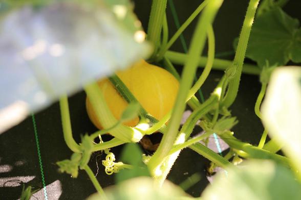 Courge