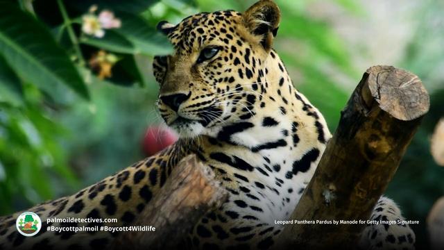 Majestic #leopards are adaptable and a range over several continents, yet they're #extinct in places due to #palmoil #deforestation, #poaching and other threats. Help them every time you shop and #Boycottpalmoil 🌴🚫#Boycott4Wildlife @palmoildetect.bsky.social https://wp.me/pcFhgU-199?utm_source=mastodon&utm_medium=Palm+Oil+Detectives&utm_campaign=publer
