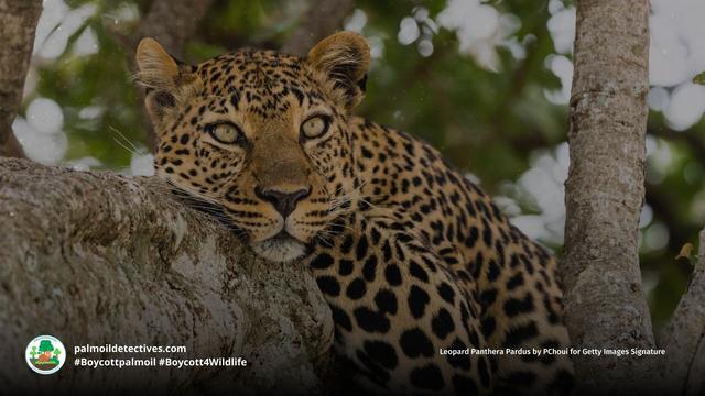 Majestic #leopards are adaptable and a range over several continents, yet they're #extinct in places due to #palmoil #deforestation, #poaching and other threats. Help them every time you shop and #Boycottpalmoil 🌴🚫#Boycott4Wildlife @palmoildetect.bsky.social https://wp.me/pcFhgU-199?utm_source=mastodon&utm_medium=Palm+Oil+Detectives&utm_campaign=publer