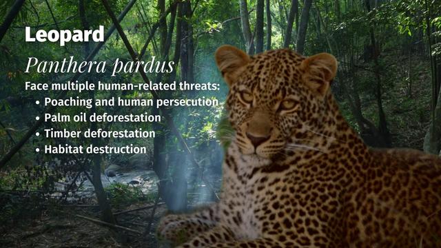 Majestic #leopards are adaptable and a range over several continents, yet they're #extinct in places due to #palmoil #deforestation, #poaching and other threats. Help them every time you shop and #Boycottpalmoil 🌴🚫#Boycott4Wildlife @palmoildetect.bsky.social https://wp.me/pcFhgU-199?utm_source=mastodon&utm_medium=Palm+Oil+Detectives&utm_campaign=publer