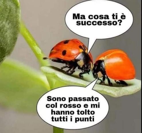 Due coccinelle , una con i classici puntini neri e una senza 
Quella senza dice “ sono  passata col rosso mi hanno tolto tutti i punti “