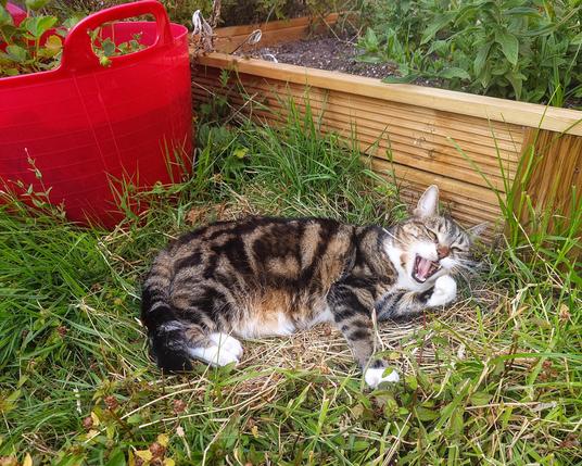 neens the tabby cat is lying in my garden, she's mostly on dry dead grass but there's green grass and other plants around her. she's got her eyes closed and her mouth is open so you can see her pointy teeths and she looks fuming and her paw is doing the italian hand thing but she is trying to shove a blade of grass in her mouth
