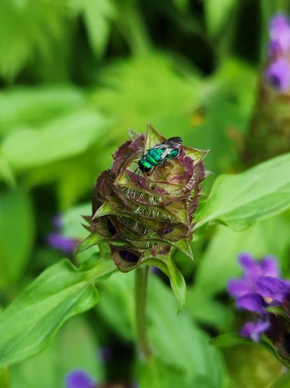 A tiny wasp that looks a bit like a metallic green Michelin man sits on a heall-all flower. The latter looks a bit like lavendar, although this specific one laks any mauve petals.