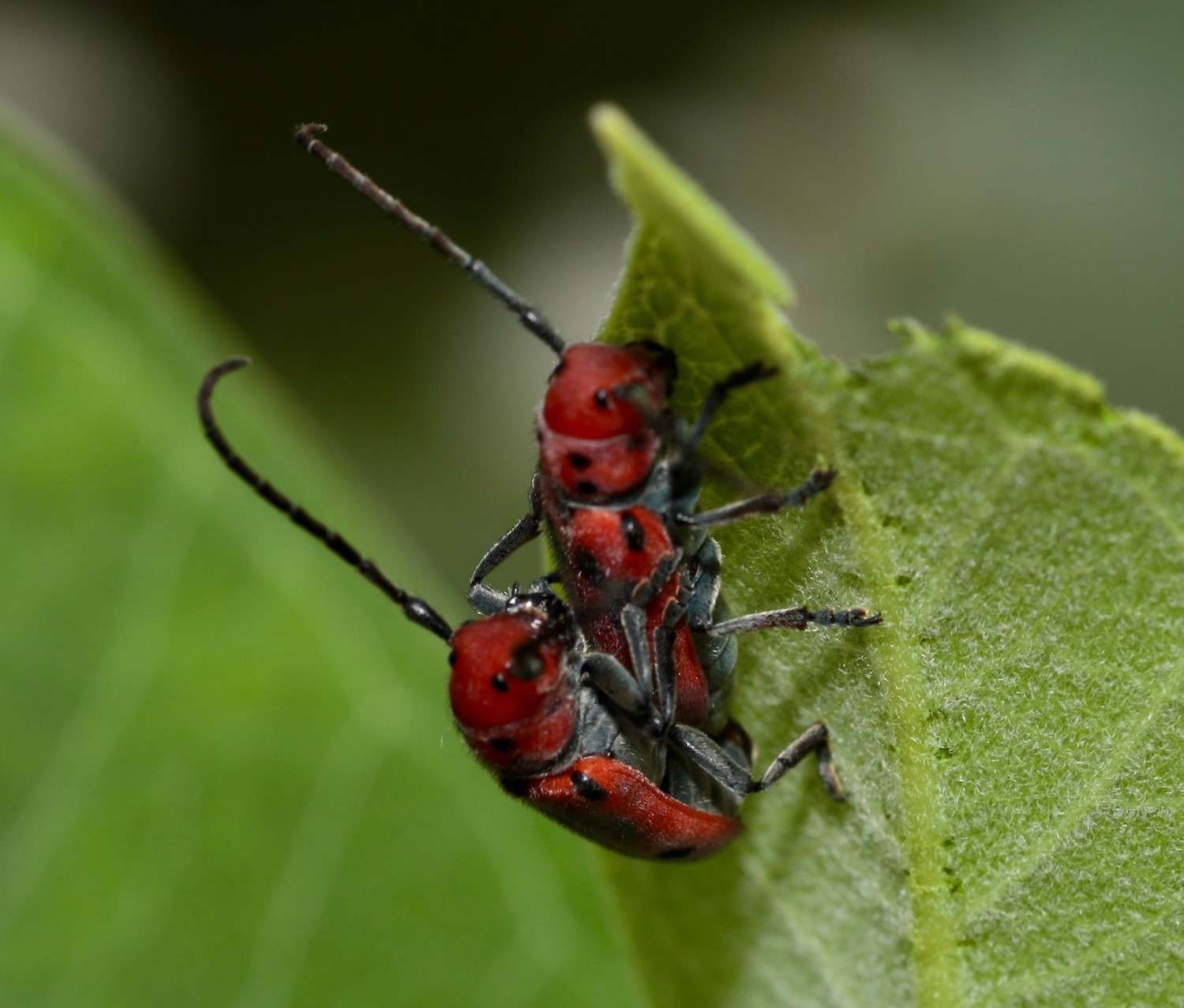 Two beetles