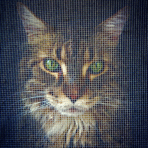 Raphael our Maine Coon who is sadly no longer with us gazes at me through the mesh of the window screen looking like a needlepoint pattern