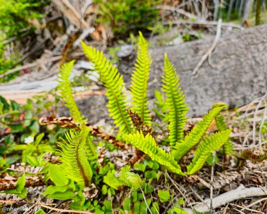 Bright green fern fronds with serrated edges growing among small plants and twigs on the forest floor. A large, gray rock is visible in the background, partially covered by dried leaves and branches. The environment is lush, with hints of greenery surrounding the area.