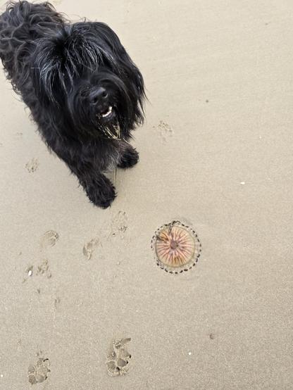 Hond met kwal Dog with jellyfish