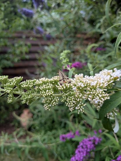 Eine Skorpionfliege sitzt auf einer weißen Fliederblüte. Im Hintergrund sind unscharf weitere Fliederblüten in rosa und lila sowie Garten zu sehen.